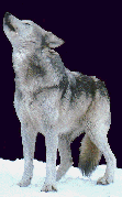 wolf